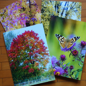 4er-Set Grusskarten Herbst